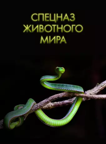 Спецназ животного мира / Animal Special Forces